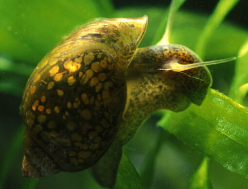 Caracol Physa Acuario 2