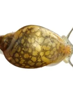 Caracol Physa adulto en cristal de acuario plantado