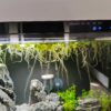 amazon-frogbit