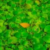 amazon frogbit Limnobium Laevigatum