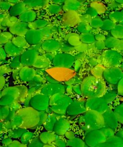 amazon frogbit Limnobium Laevigatum