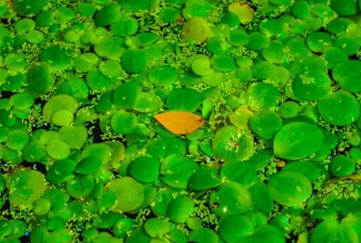 Amazon Frogbit Limnobium laevigatum planta flotante para acuario