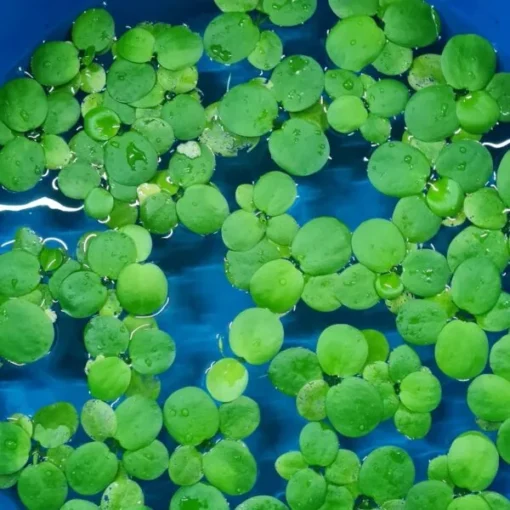 amazon-frogbit-detalle