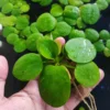amazon-frogbit-hojas