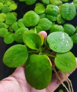 amazon-frogbit-hojas
