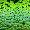 amazon-frogbit-limnobium-laevigatum