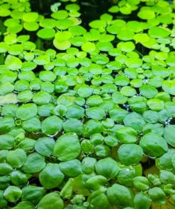 amazon-frogbit-limnobium-laevigatum