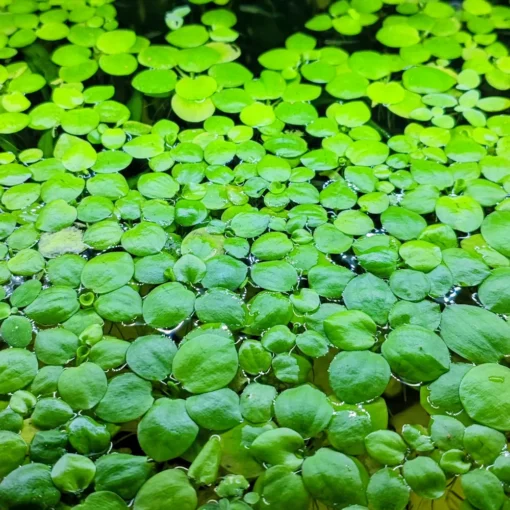 amazon-frogbit-limnobium-laevigatum