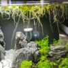 amazon-frogbit-raices-acuario