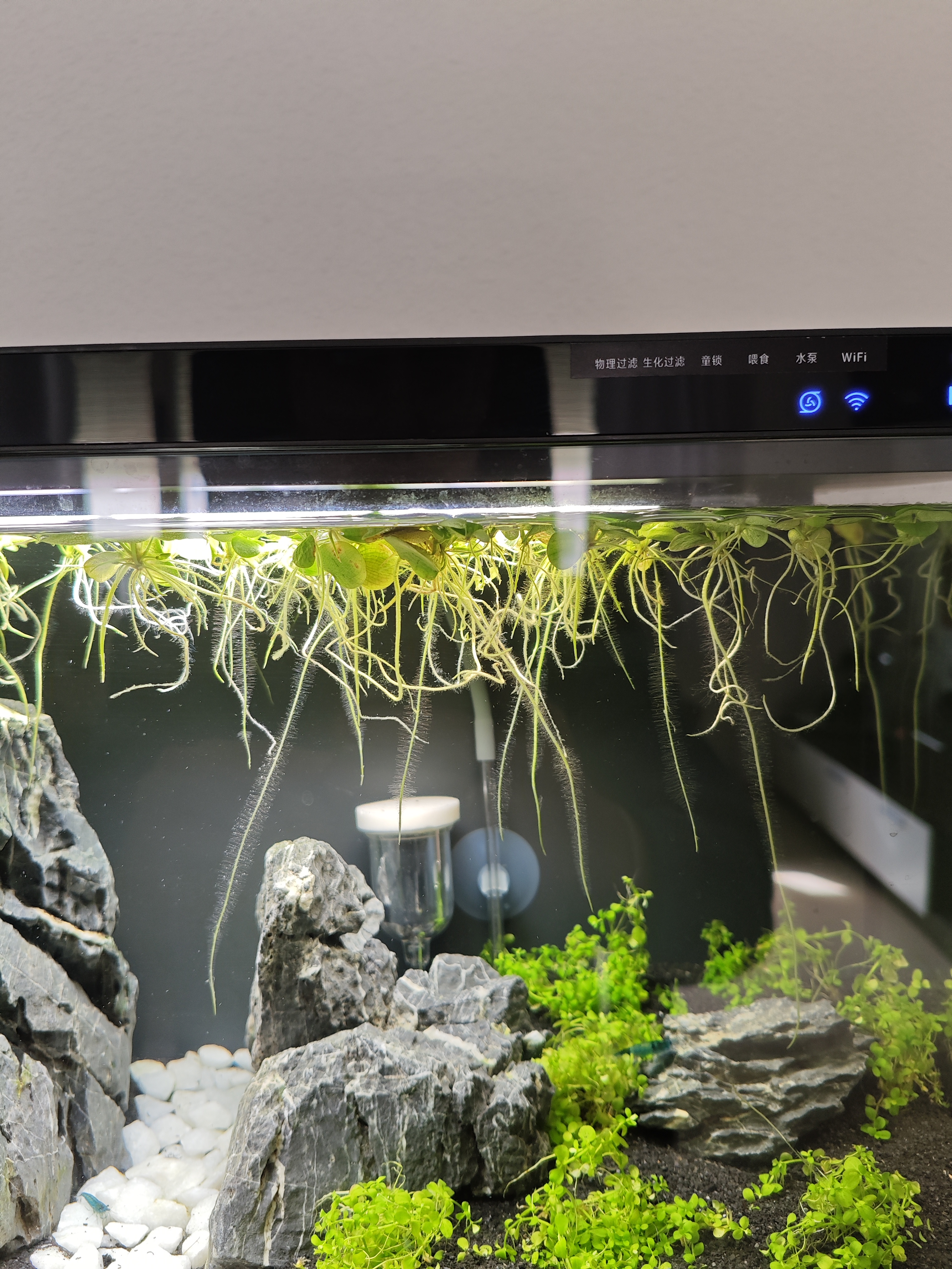 amazon frogbit