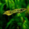 endler-tigre-gambasacuario