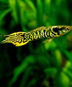 endler-tigre-gambasacuario