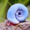 Caracol Planorbis