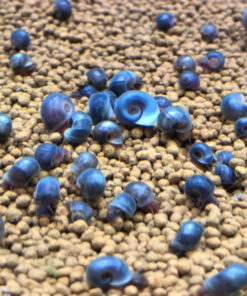 Caracol Planorbis 2