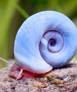 Caracol Planorbis