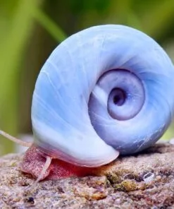 Caracol Planorbis azul detalle de concha espiral color azul gris