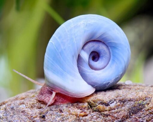 Caracol Planorbis