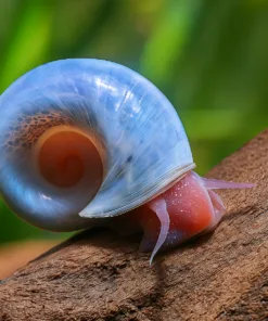 Caracoles Planorbis azules sobre cristal de acuario plantado