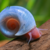 Caracol Planorbis Azul