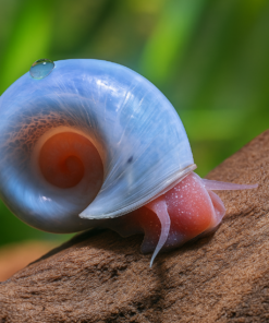 Caracol Planorbis Azul