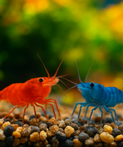 Gambas Neocaridinas