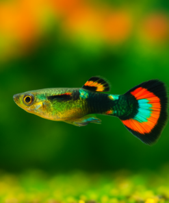Guppys Endler
