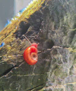 Caracol Planorbis Rojo 3