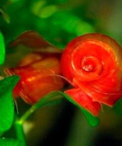 Caracol Planorbis Rojo 2