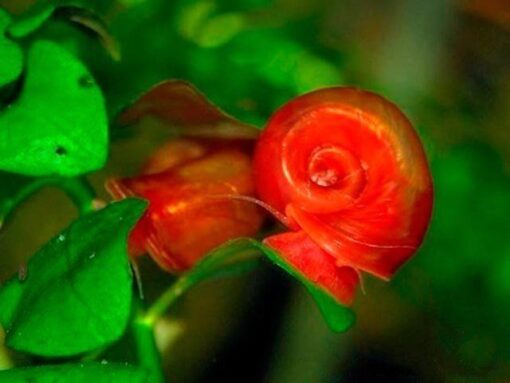 Caracol Planorbis Rojo 2