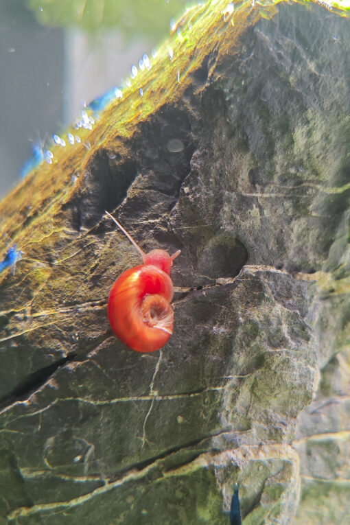 Caracol Planorbis Rojo 3
