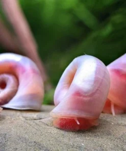 Caracoles Planorbis Rosas 2