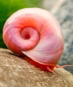 Caracoles Planorbis Rosas