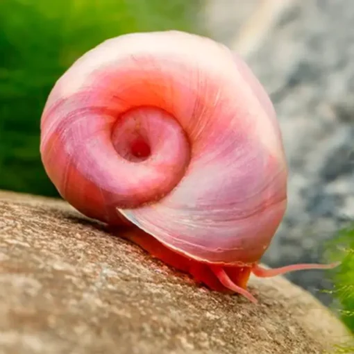 Caracoles Planorbis Rosas