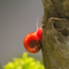 Caracol Planorbis Rojo