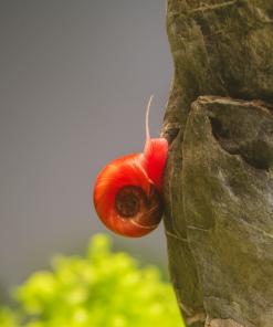 Caracol Planorbis Rojo