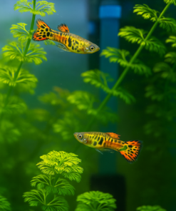 Guppy endler tigre naranja