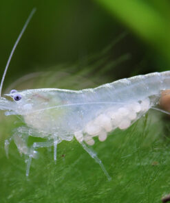 Gamba Neocaridina Blanca 3
