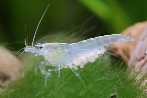 Gamba Neocaridina Blanca 3