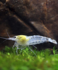 Gambas Neocaridinas Blancas Snowball