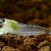 Gamba Neocaridina Snowball 3