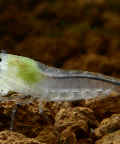 Gamba Neocaridina Snowball 3