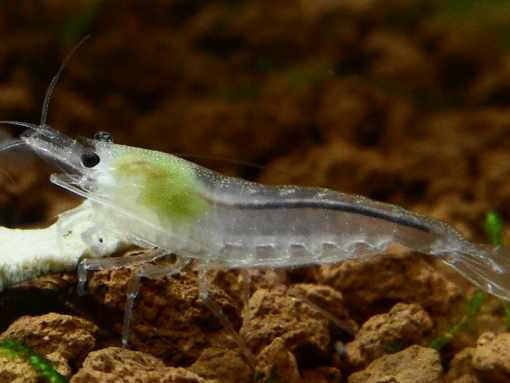 Gamba Neocaridina Snowball 3