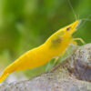 Gambas Neocaridinas Amarillas