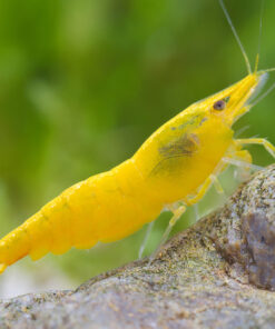 Gambas Neocaridinas Amarillas