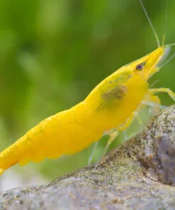 Gambas Neocaridinas Amarillas Yellow Golden en acuario plantado
