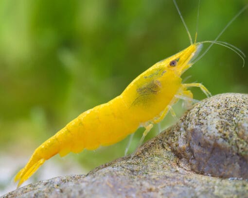 Gambas Neocaridinas Amarillas Yellow Golden en acuario plantado
