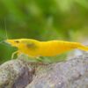 Gambas Neocaridinas Yellow Golden