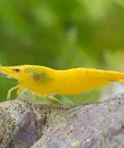 Hembra adulta Neocaridina Yellow Golden con huevos amarillos