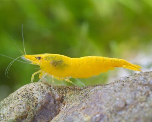 Hembra adulta Neocaridina Yellow Golden con huevos amarillos