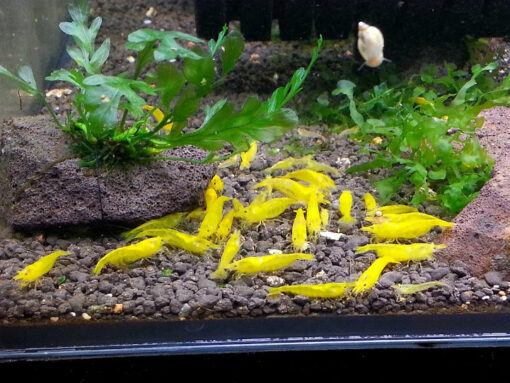 Gambas Neocaridinas Amarillas Yellow Golden - Imagen 3
